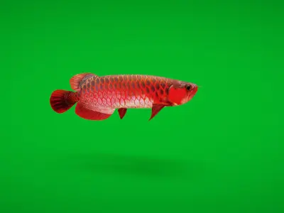 Arowana Dragon Fish Low-poly 3D model