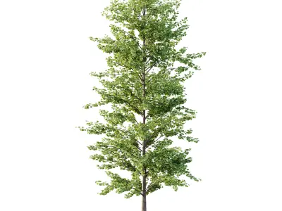 Maidenhair Ginkgo Biloba Tree 03 3D model