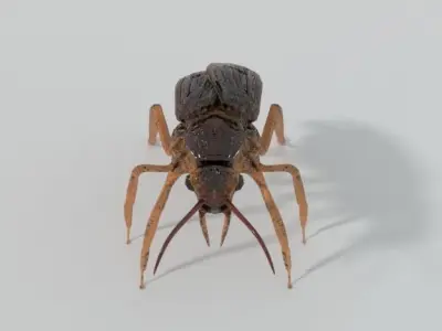 Cockroach beetle Low-poly 3D model