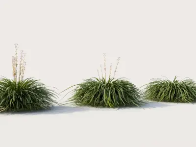 Hakonechloa macra a 3D model