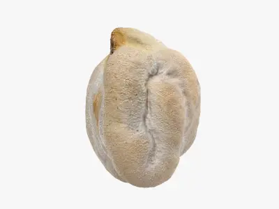 Dry Garbanzo Bean 02 3D model