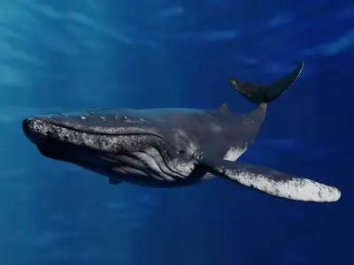 Humpback Whale Animated 3D model purchase