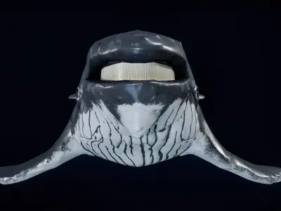 Humpback Whale PBR 3D model