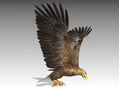 White-tailed Eagle Low-poly 3D model