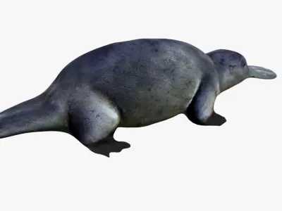 Platypus Free 3D model