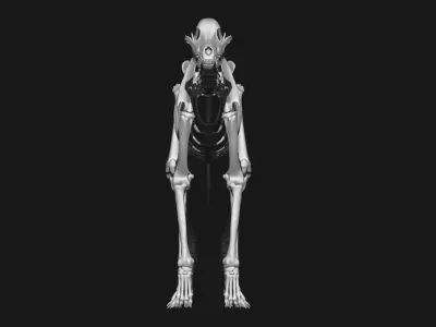 Dog Skeleton 3D model