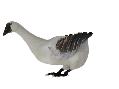 Domestic Goose Bird Low-poly 3D model