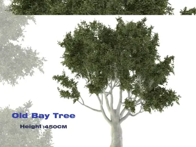 Old Bay Tree Free 3D model