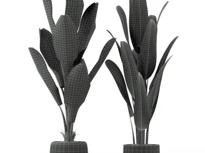 Plants collection 229 3D model