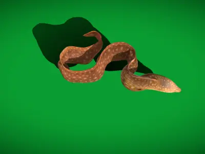 Ocellated Moray Eel Low-poly 3D model