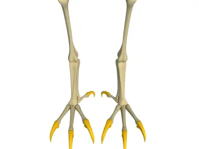 Skeleton of Bald Eagle Claws  3D model