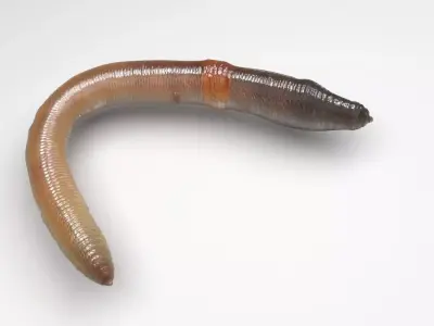 Earthworm 3D model