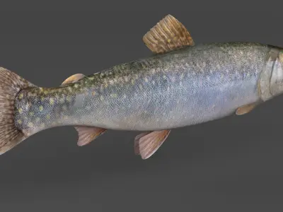 Char Fish 3D model