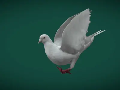 Columbidae White Dove Bird Low-poly 3D model