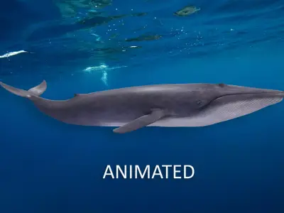 Realistic Blue Whale Low-poly 3D model