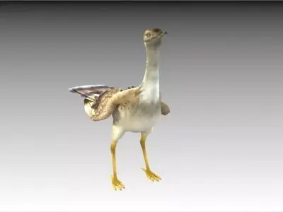 Houbara bustard 3D model