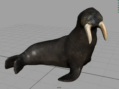 Walrus Low-poly 3D model