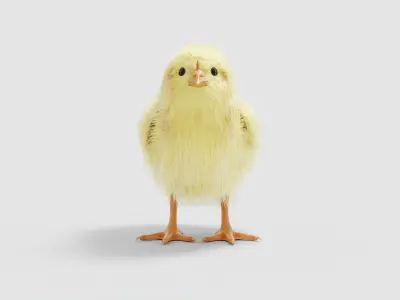 Hen Chick 3D model