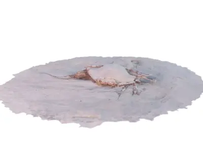 3d photogrammetrized crab model Free 3D model