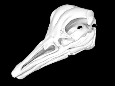 Ostrich skull Low-poly 3D model