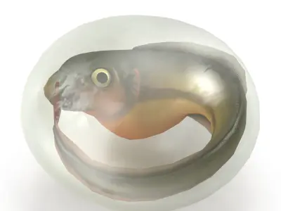 Fish larva Low-poly 3D model