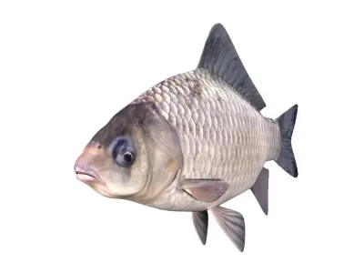 Crucian Carp Carassius Carassius Fish 3D model