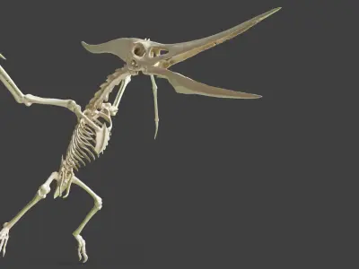 Realistic Pteranodon Skeleton 3D model