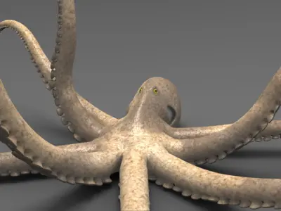 Octopus 3D model
