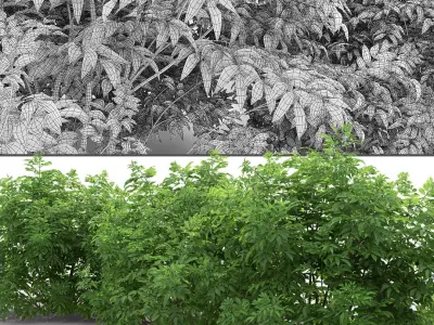 Sambucus nigra 03 3D model