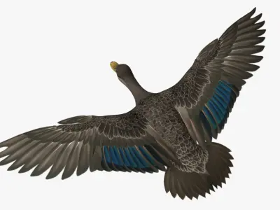 Anas Rubripes "American Black Duck" 3D model