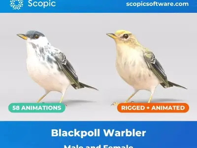 3D Bird Pack Blackpoll Warbler Male and Female Low-poly 3D model