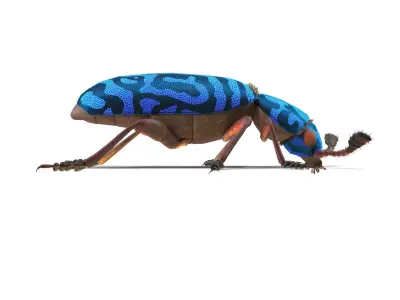 Necrobia rufipes 3D model