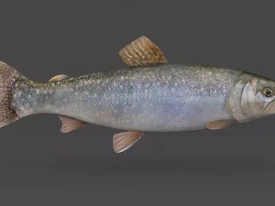 Char Fish 3D model