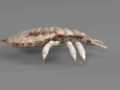 PHOTOREALISTIC ANIMATED LICE 3D model