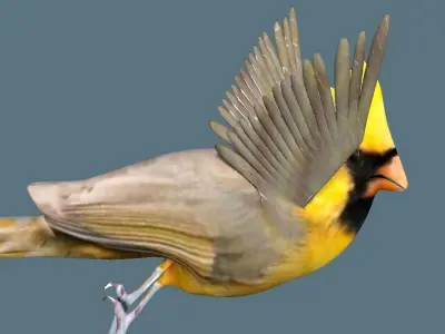 cardinal animated 3D model