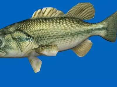 bass 3d fish 3D model