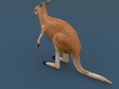 Kangaroo Animated Rigged Low-poly 3D model
