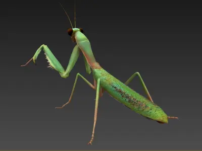 mantis insect Low-poly 3D model