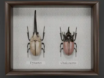 Dynastes hercules beetle and chalcosoma rhinoceros beetle 3D model