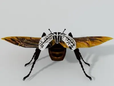 Beetle Goliath Low-poly 3D model