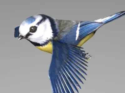 blue tit animated 3D model