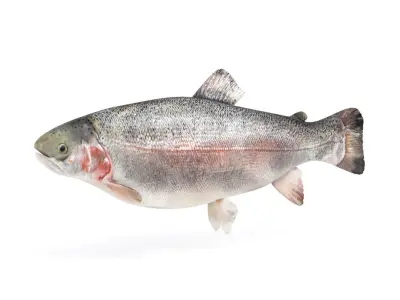Fish Trout 3D model
