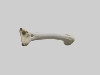 Giraffe Femur Low-poly 3D model