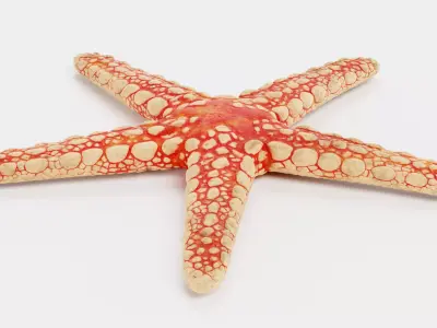 -Necklace Starfish- 3D model