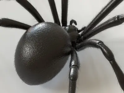 Black Widow Spider Low-poly 3D model