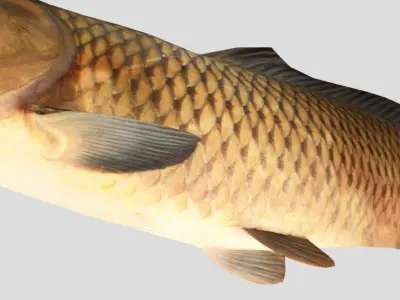 Carp Realistic Animated Low-poly 3D model