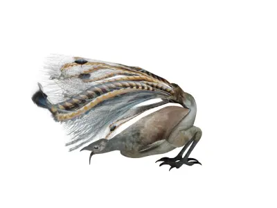 Lyrebird Low-poly 3D model