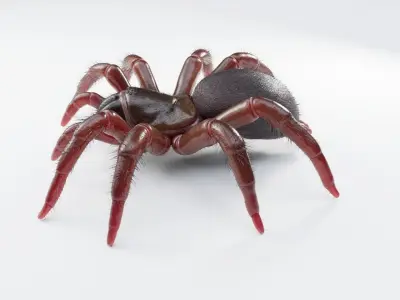 Trapdoor Spider Low-poly 3D model