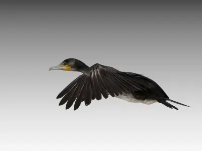 Great Cormorant Low-poly 3D model