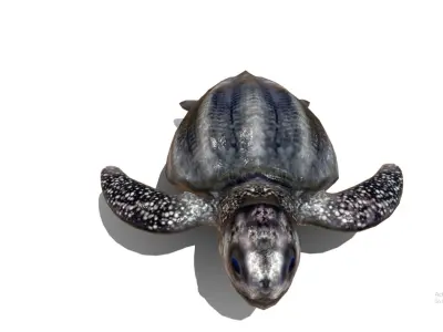 Leatherback sea turtle  Low-poly 3D model
